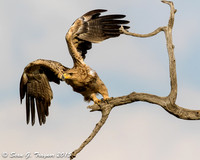 Tawny Eagle