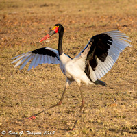 Saddle-billed Stork