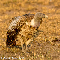 Ruppell's Griffon Vulture