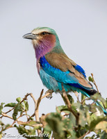 Lilac-breasted Roller