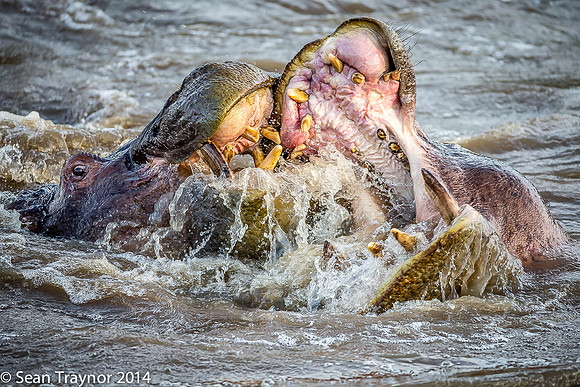 Tanzania-2014  Wildlife-160