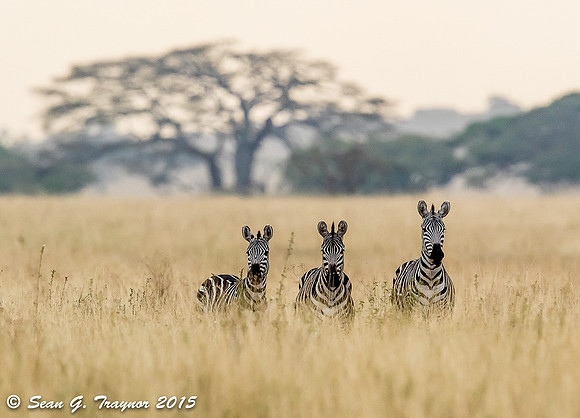 Zebras