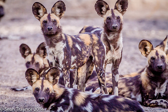 Tanzania-2014  Wildlife-175