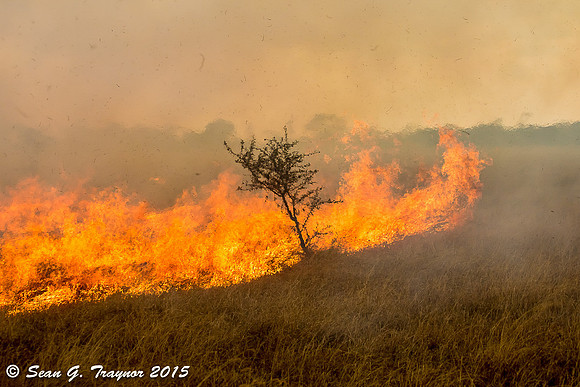 Serengeti on Fire