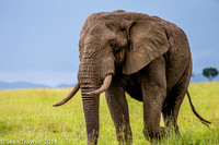 Tanzania-2014  Wildlife-114
