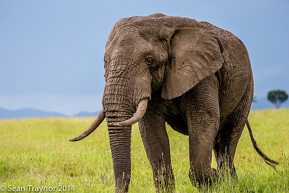 Tanzania-2014  Wildlife-114