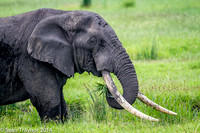 Tanzania-2014  Wildlife-116