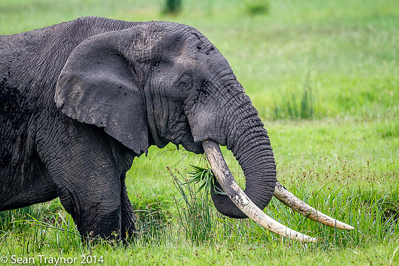 Tanzania-2014  Wildlife-116