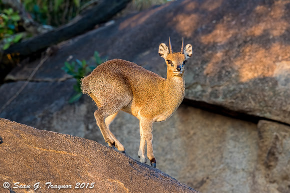Klipspringer