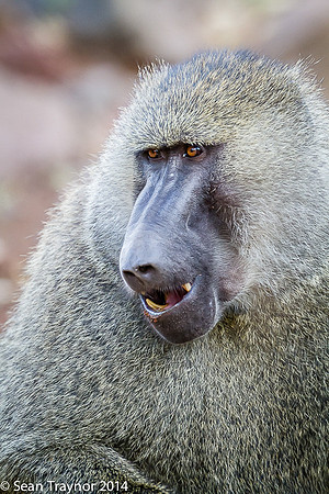 Tanzania-2014  Wildlife-150