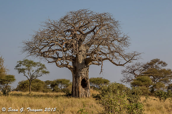 Baobab Tree