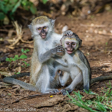 Tanzania-2014  Wildlife-138