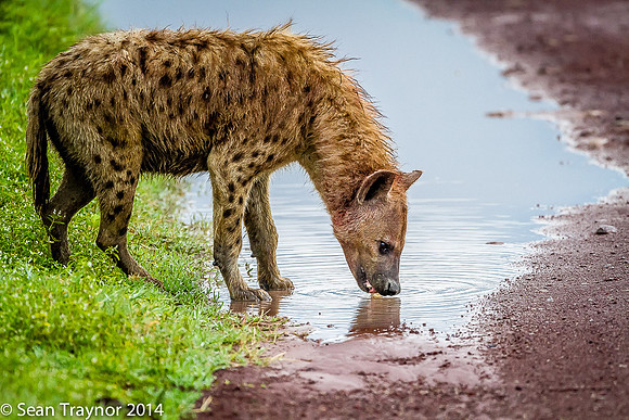 Tanzania-2014  Wildlife-162