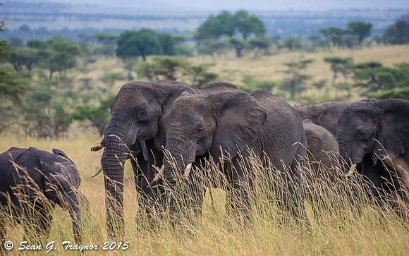 Serengeti Elephants