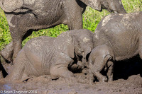 Tanzania-2014  Wildlife-109