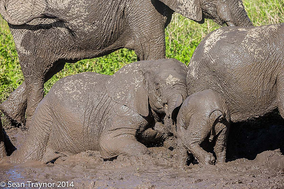 Tanzania-2014  Wildlife-109