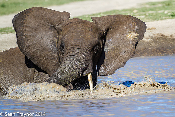 Tanzania-2014  Wildlife-102