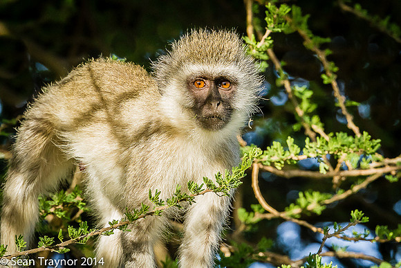 Tanzania-2014  Wildlife-169