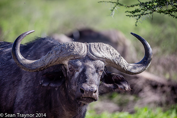 Tanzania-2014  Wildlife-122