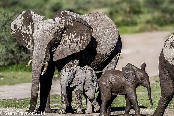Tanzania-2014  Wildlife-107