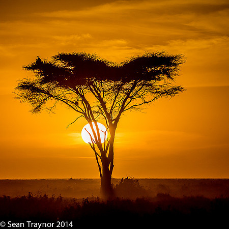 Tanzania-2014  Wildlife-145