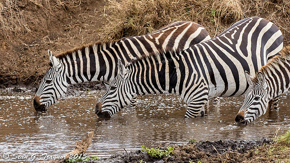 Zebras