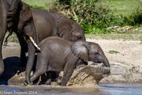 Tanzania-2014  Wildlife-106