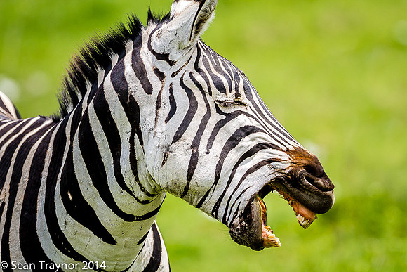 Tanzania-2014  Wildlife-183
