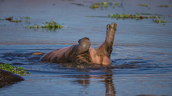 Hippo Summersault