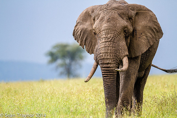 Tanzania-2014  Wildlife-112