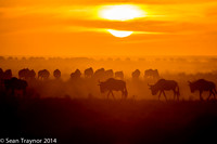 Tanzania-2014  Wildlife-146
