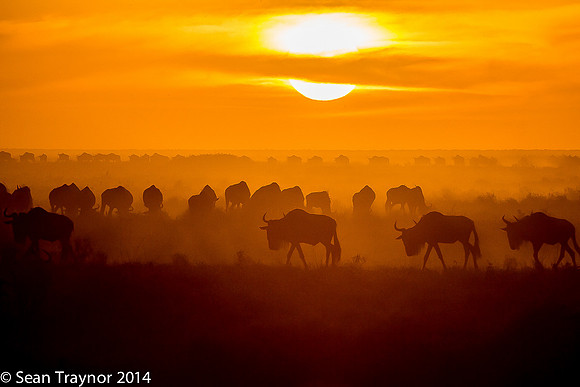Tanzania-2014  Wildlife-146