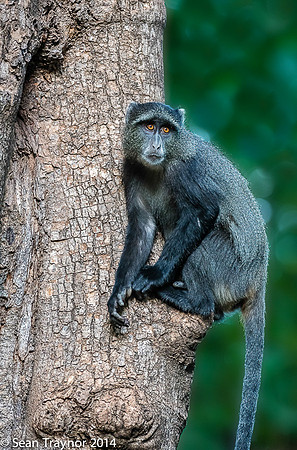 Tanzania-2014  Wildlife-139