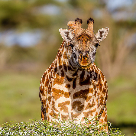 Tanzania-2014  Wildlife-128