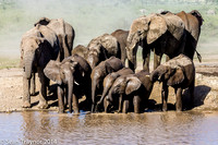 Tanzania-2014  Wildlife-104