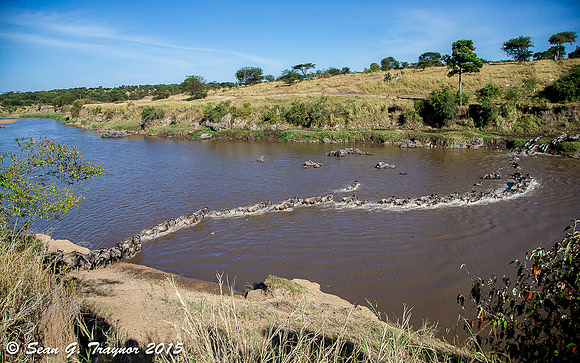 Mara River Wildebeest Crossing