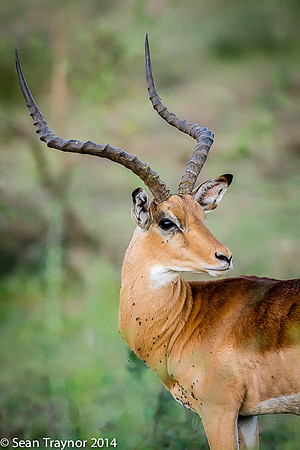 Tanzania-2014  Wildlife-185