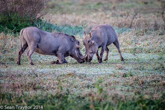 Tanzania-2014  Wildlife-171