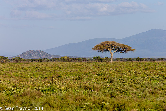 2014 Tanzania Leopards-101
