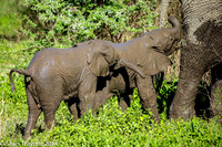 Tanzania-2014  Wildlife-110