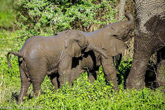 Tanzania-2014  Wildlife-110