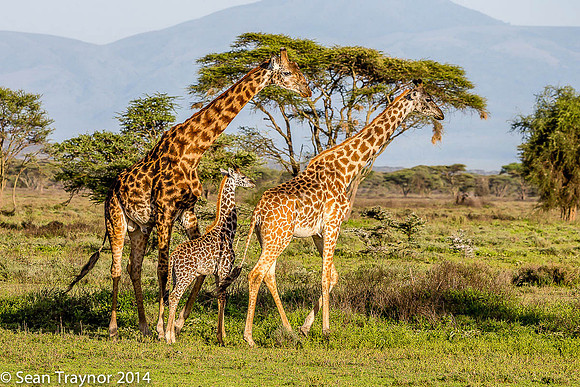 Tanzania-2014  Wildlife-129