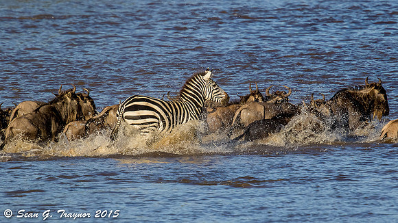 Mara River Wildebeest Crossing