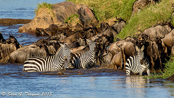 Mara River Wildebeest Crossing