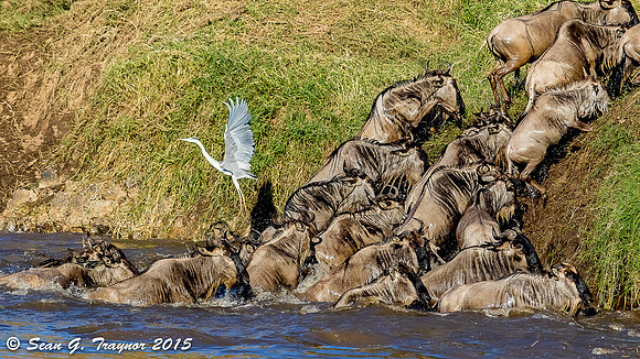 Mara River Wildebeest Crossing