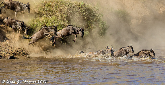 Mara River Wildebeest Crossing