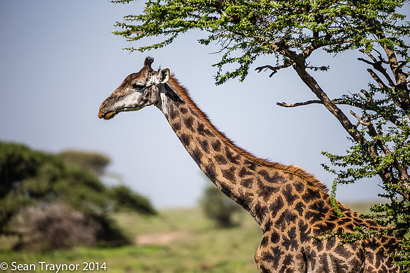 Tanzania-2014  Wildlife-127