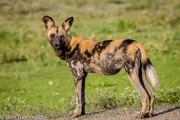Tanzania-2014  Wildlife-176