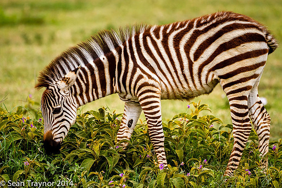 Tanzania-2014  Wildlife-182