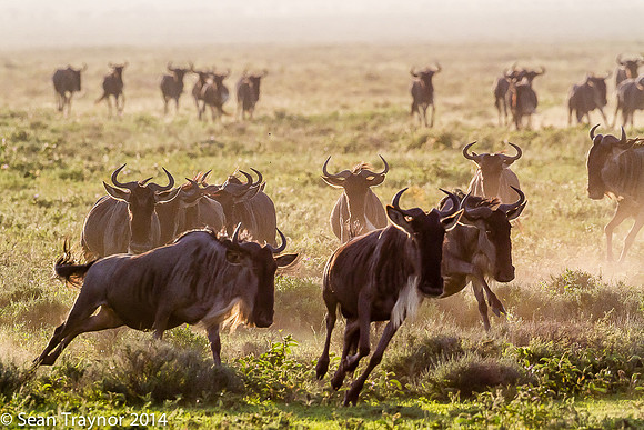 Tanzania-2014  Wildlife-149